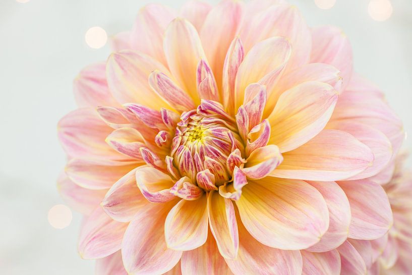 Roze dahlia von Nina van der Kleij