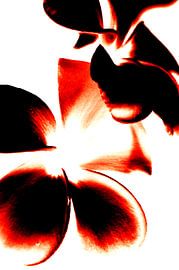 Bloemen Contrast (Rood)