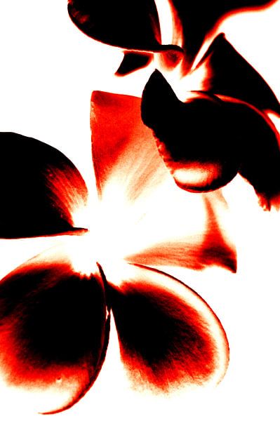 Bloemen Contrast (Rood) van Ernst van Voorst