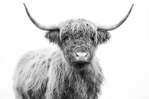 Schottischer Highlander