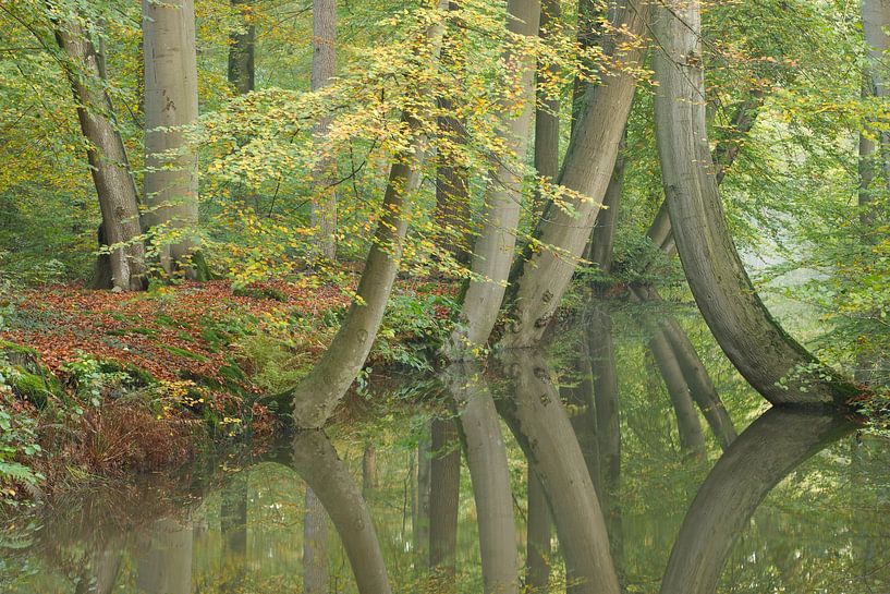 Dansende bomen van Art Wittingen
