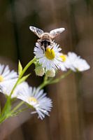 Bij op een bloem