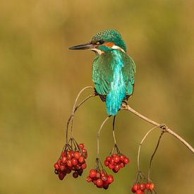 kingfisher by Annie Keizer