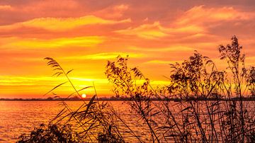 Sonnenaufgang durch das Schilf am Leekster See von R Smallenbroek