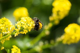 Unter von sophiimage