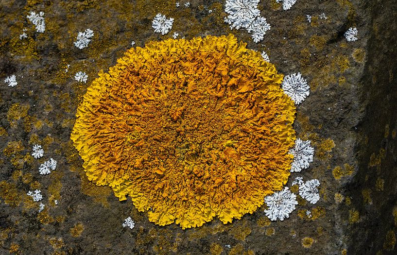 Yellow lichen on rock as the sun in orbit by Sia Windig