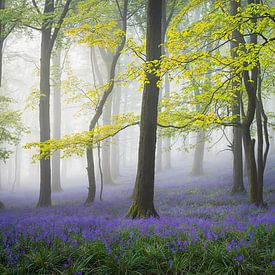 Enchantement brumeux dans la forêt de Bluebell sur Pieter Struiksma