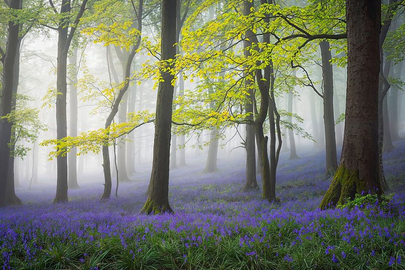 Misty Enchantment in the Bluebell Forest by Pieter Struiksma