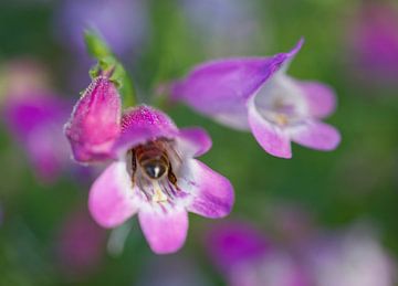 Fingerhutblüte mit Honigbiene von Iris Holzer Richardson