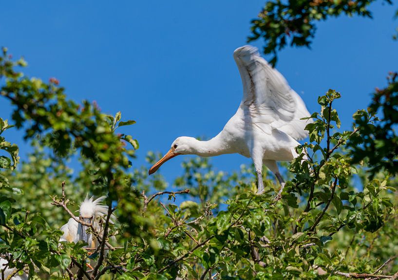 Jonge lepelaar probeert vleugels uit van Merijn Loch
