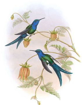 Westelijke zwaluwstaart, John Gould van Hummingbirds