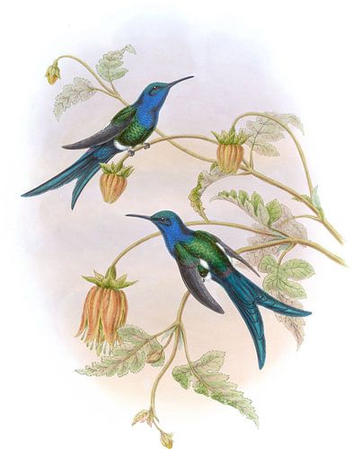 Western Schwalbenschwanz, John Gould