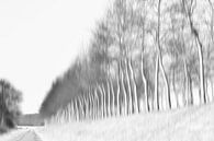 Winterse bomendijk van Ellen Driesse thumbnail