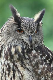 Eurasian Eagle Owl (Bubo bubo) by Ronald Pol
