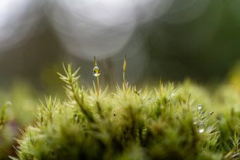 Parc national après la pluie