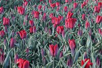 Tulip