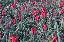 Tulpe von Anne Marie Hoogendijk
