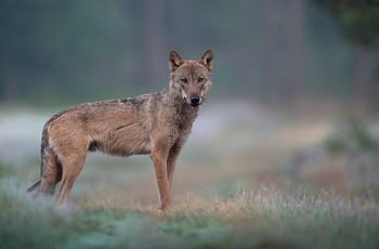 Nederlandse wolf op mistige akker