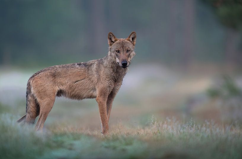 Holländischer Wolf im nebligen Feld von Peter Ponsteen