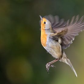 Robin in flight by Misja Kleefman