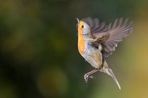 Roodborstje in de vlucht van Misja Kleefman