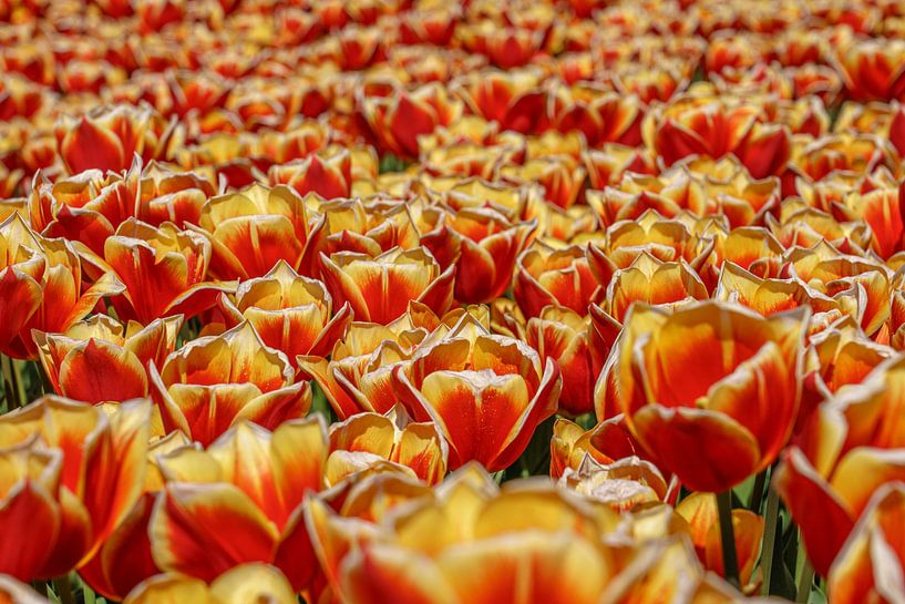 Tulip bulb field in the Flevopolder. by Jaap van den Berg