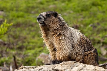 Rocky Mountains Marmot van Roland Brack