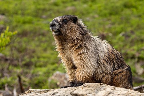 Rocky Mountains Marmot
