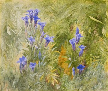 John Henry Hill~Gentians