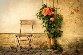 Stillleben mit Holzstuhl und blühender Kletterrose von Connie de Graaf Fotografie