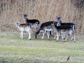 Groep damhertjes von Lyana Albers