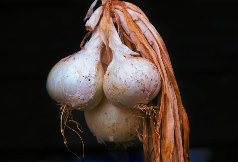 The onion by Rudi Everaert