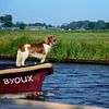 Dog on the 'Byoux' by Frank's Awesome Travels