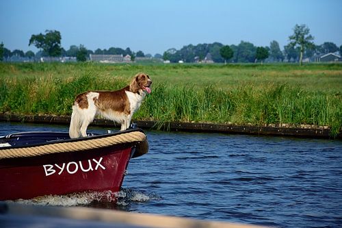 Hond op de 'Byoux'