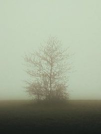 Einsamer Baum im Nebel – ruhige Landschaftsfotografie von 7R.Collection
