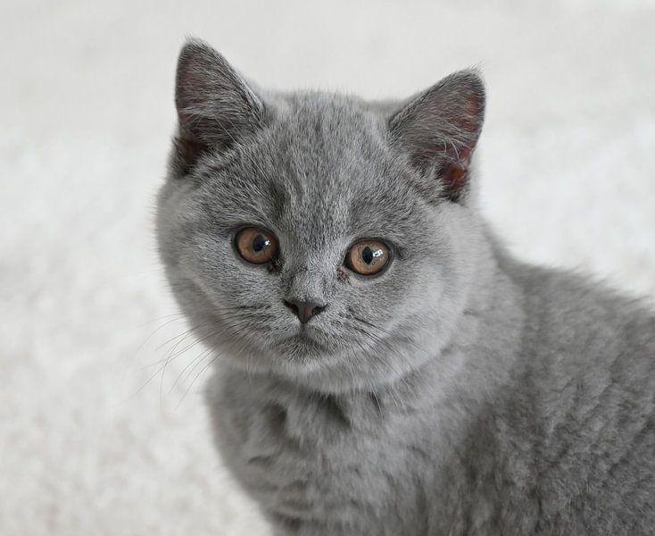 British shorthair. by Jose Lok