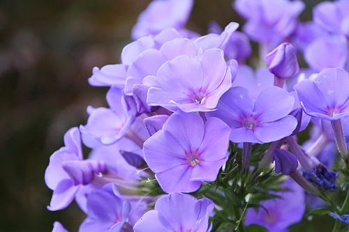 Phlox 'Sweet Summer Ocean'