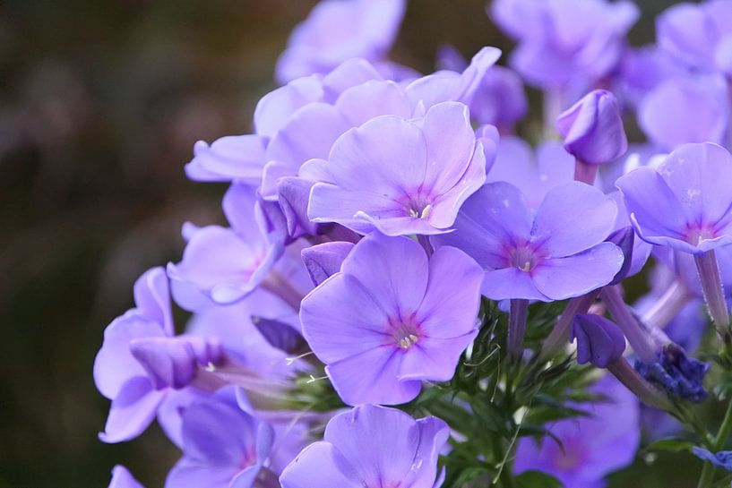 Phlox 'Sweet Summer Ocean' by Maickel Dedeken