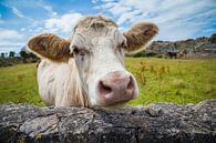 Een witte koe in Wales van Hilda Weges thumbnail