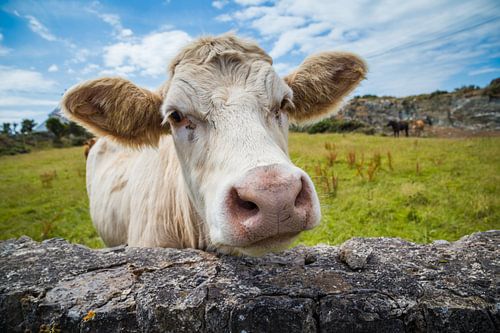 Eine weiße Kuh in Wales