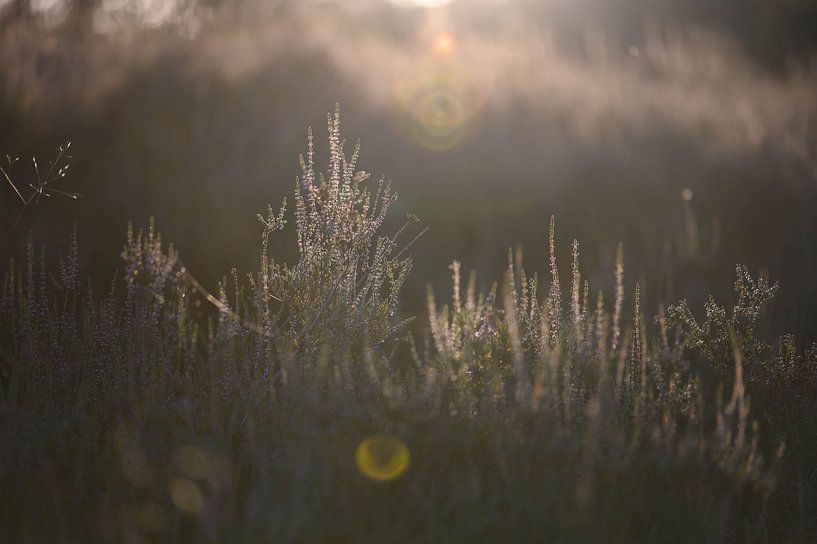 golden heath by Tania Perneel