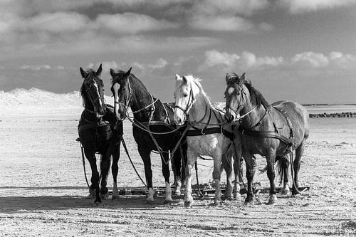 Horses on the beach of Ameland