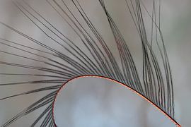 gebogene Vogelfeder von Leo Luijten