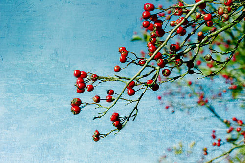 Rowan in the sky
