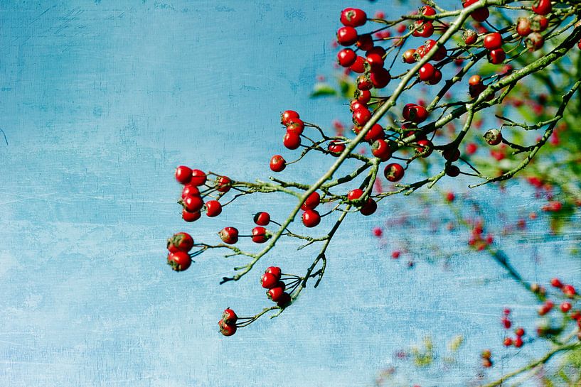 Rowan in the sky von FellundFarbe