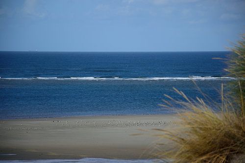 Alleen vogels op het strand