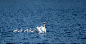 Schwäne beim Schwimmunterricht