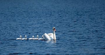 Swans at swimming lessons by Jean's Photography