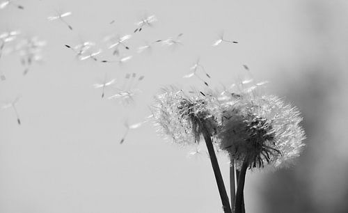 Löwenzahn, der Abschied von der Blume