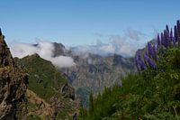 Montagnes vertes et fierté de Madère